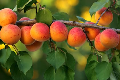 Los damascos son una fruta llena de beneficios