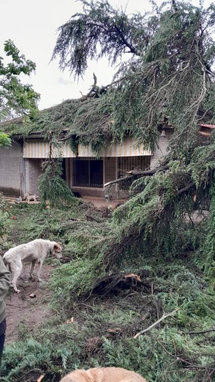 Los daños ocasionados por la caída de un árbol en la casa y refugio de perros de Ana Aicardi, en Pilar
