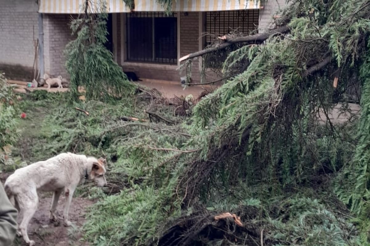 Los daños ocasionados por la caída de un árbol en la casa y refugio de perros de Ana Aicardi, en Pilar
