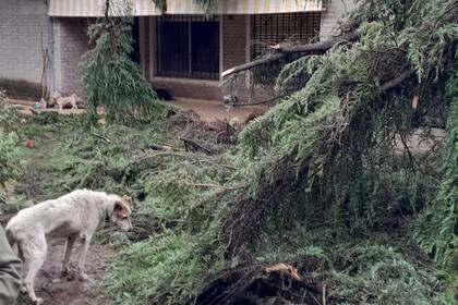 Los daños ocasionados por la caída de un árbol en la casa y refugio de perros de Ana Aicardi, en Pilar