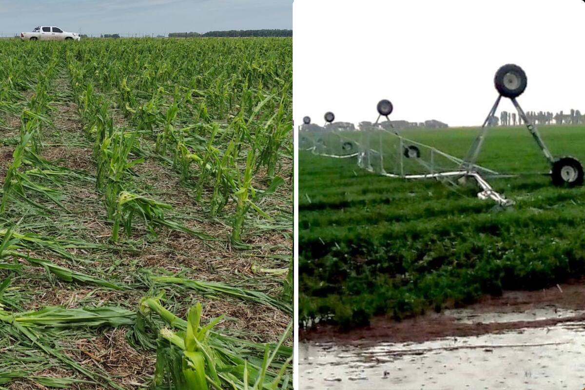 Los daños que causó la tormenta en un lote de maíz y en un equipo de riego