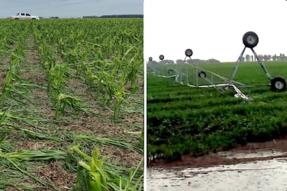 Los daños que causó la tormenta en un lote de maíz y en un equipo de riego