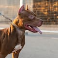 Una nena de cuatro meses murió tras ser atacada por un pitbull