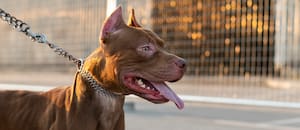 Una nena de cuatro meses murió tras ser atacada por un pitbull