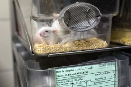 Los datos sobre los beneficios del ayuno interminente provienen de investigaciones con ratones, los cuales tienen un metabolismo distinto al de los humanos