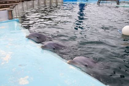 Los delfines aguadan ser trasladados, luego de que el Aquarium cerrara en marzo