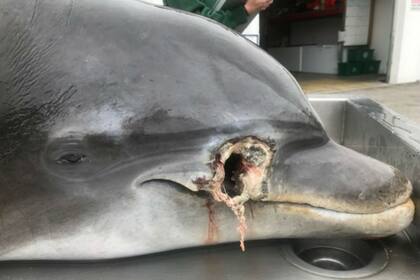 Los delfines aparecieron con claras marcas de haber sido agredidos con cuchillos o armas de fuego