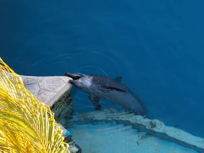 Los delfines muerden el concreto como una forma de liberar el estrés que padecen