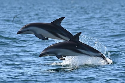 Los delfines oscuros arribaron a Puerto Madryn y un fotógrafo capturó el momento exacto en que uno de ellos saltó sobre las embarcaciones