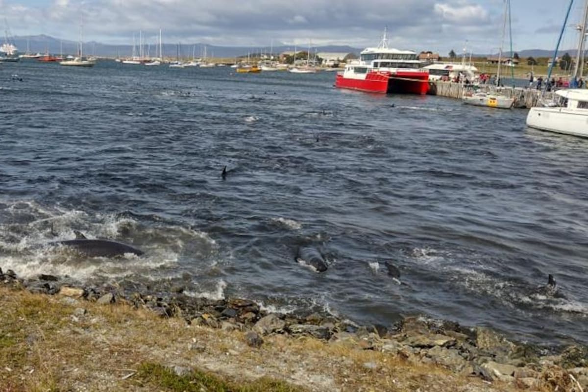 Los delfines quedaron varados en la costa de Ushuaia al buscar refugio por la presencia de ballenas en el Canal Beagle
