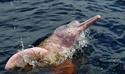 Los delfines rosados están en peligro de extinción y su población, que se calcula en varios miles, descendió aproximadamente un 65% en 50 años, según el Informe Planeta Vivo 2022 de WWF