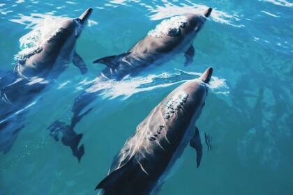 Los delfines se incorporaron a las fuerzas rusas