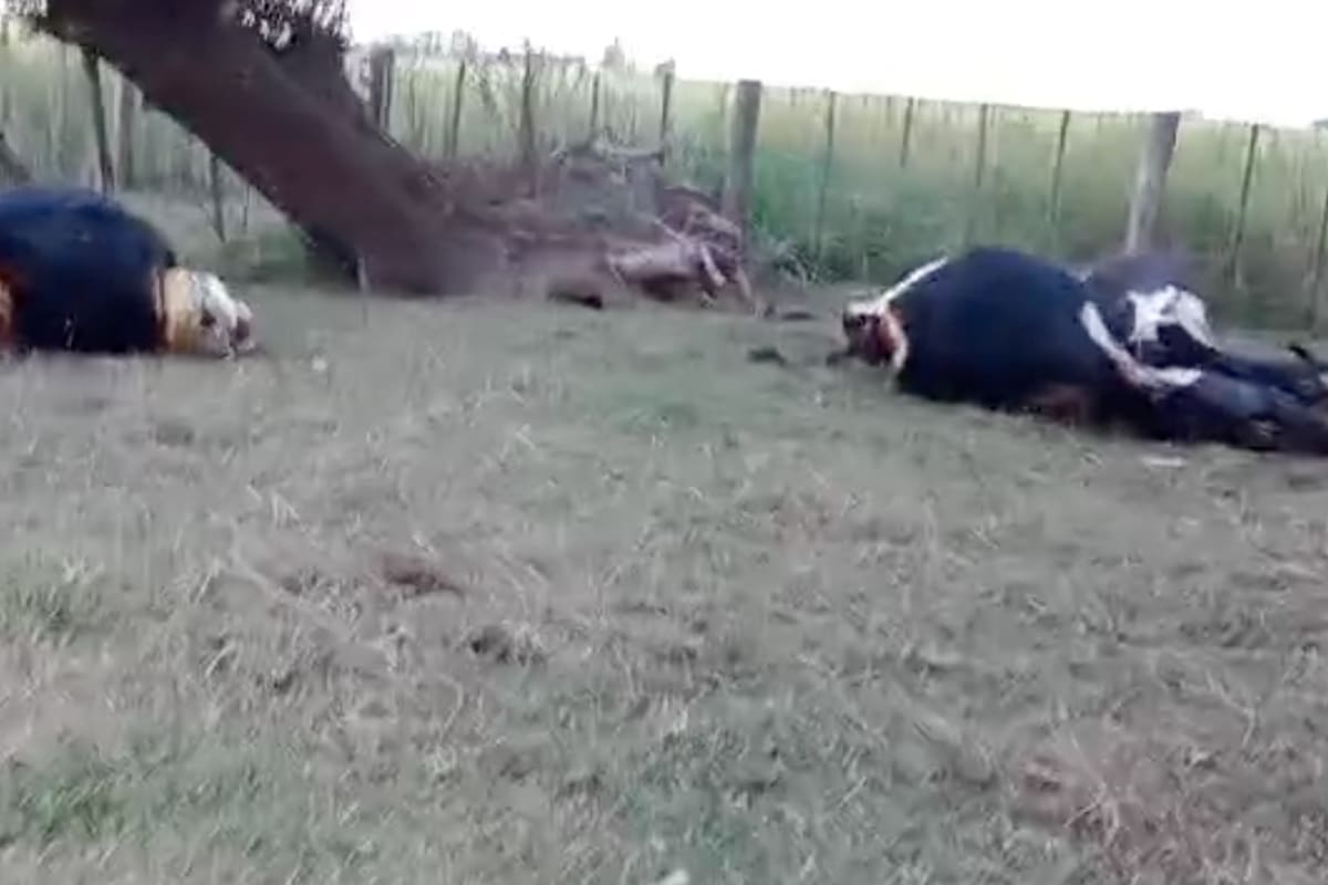 Los delitos rurales han crecido en la provincia de Buenos Aires