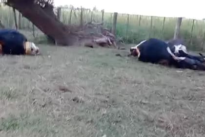 Los delitos rurales han crecido en la provincia de Buenos Aires