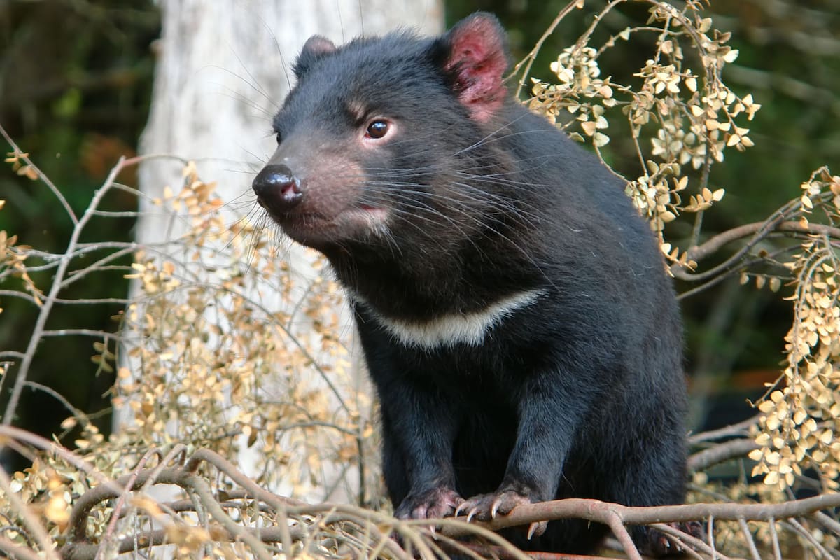 Los demonios de Tasmania evolucionan a la velocidad de la luz y están por ganarle al cáncer