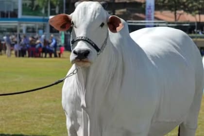 Los derechos de propiedad de Viatina-19 FIV Mara se dividen en partes iguales entre tres propietarios: Napemo, Casa Branca Agropastoril y Nelore HRO