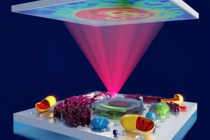 Los descubrieron una nueva forma de analizar células microscópicas, tejidos y otras muestras transparentes