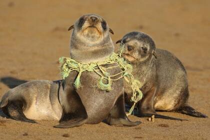 Los desechos de la pesca, como redes, líneas y aparejos, son más peligrosos para animales más grandes, sobre todo para focas y leones marinos. Crédito: BBC Mundo