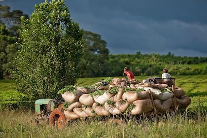 Los destinos principales de exportación de yerba mate son Chile, Estados Unidos y Europa, entre otros