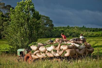 Los destinos principales de exportación de yerba mate son Chile, Estados Unidos y Europa, entre otros