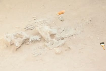 Los dicinodontes eran una de las presas favoritas de los grandes carnivoros del Pérmico