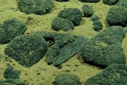 Los dientes del megalodón fueron hallados durante la expedición "2026 Cook Islands ROV Exploration" mediante el uso de vehículos operados por control remoto
