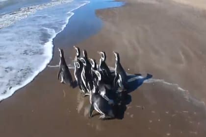 Los diez pingüinos recuperados regresaron a su hábitat natural después de cinco meses rehabilitación.