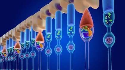 Los diferentes tipos de células cono son estimulados por las diferentes longitudes de onda de la luz