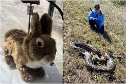 Los dispositivos imitan el movimiento, la apariencia y el olor de los conejos de los pantanos