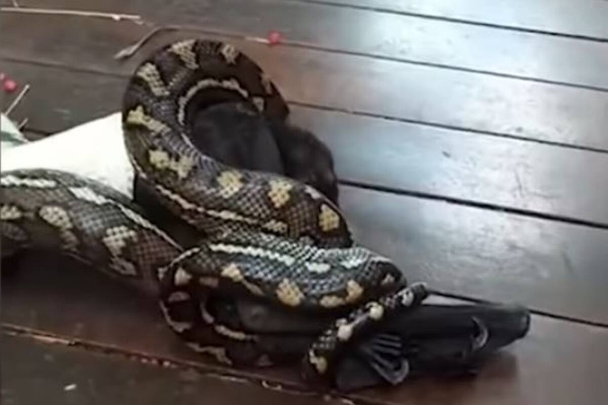 Los dos animales libraron una batalla encarnizada que finalizó con la victoria de uno de ellos y la muerte del otro