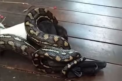 Los dos animales libraron una batalla encarnizada que finalizó con la victoria de uno de ellos y la muerte del otro