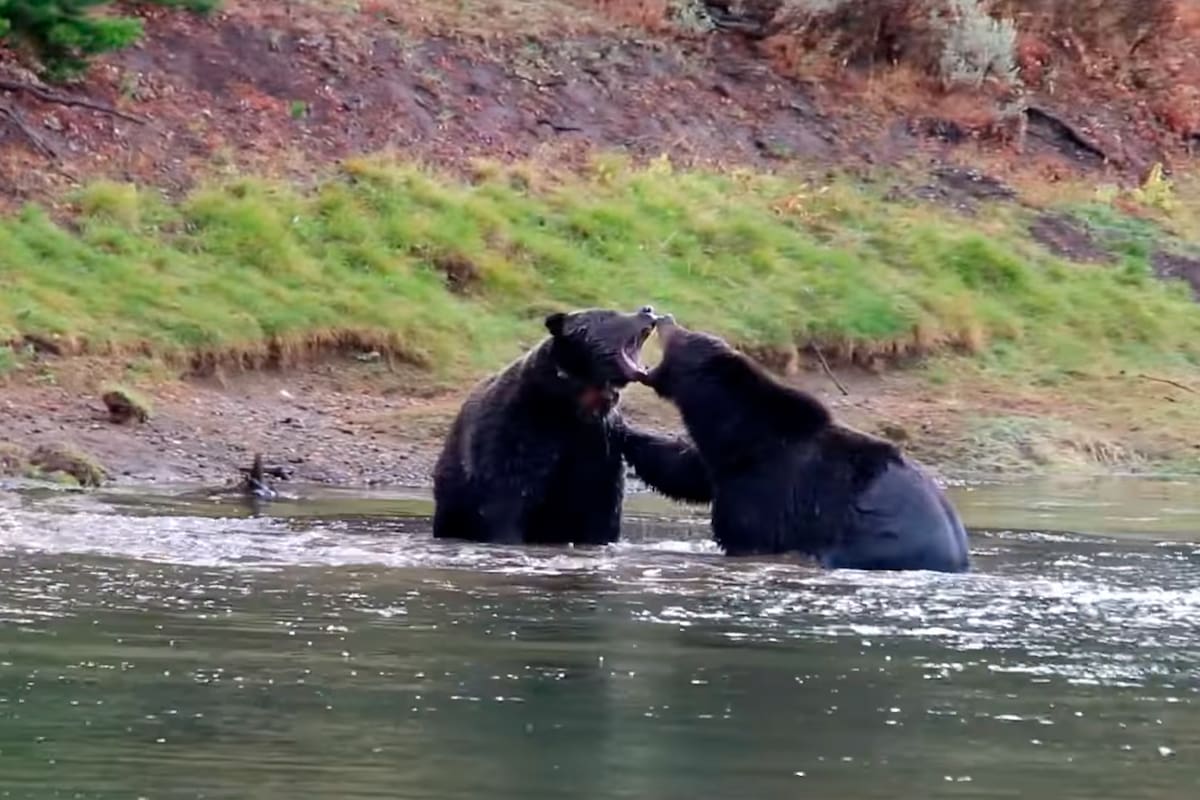Los dos animales se trabaron en lucha por alimento