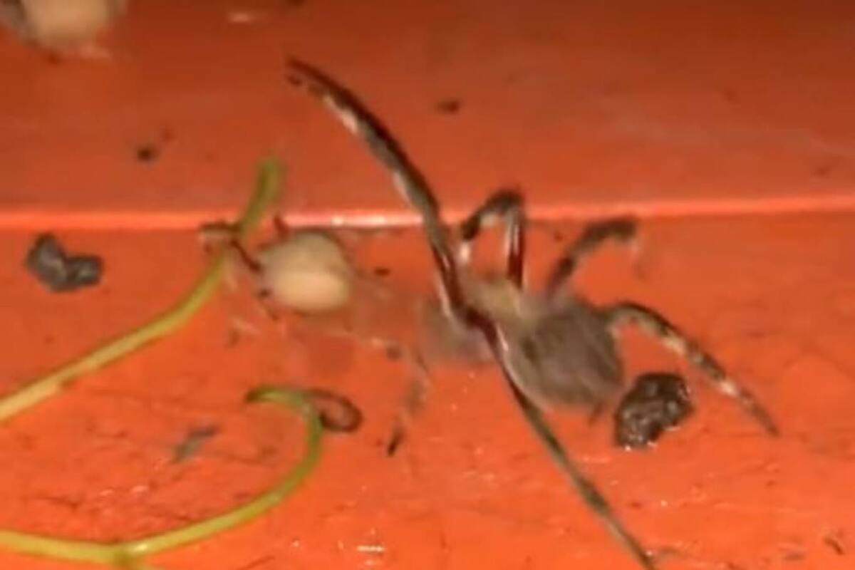 Los dos arácnidos se trenzan en un combate sobre el capot de una camioneta y un joven graba la escena para exhibirla, en forma irónica, a quienes quieren visitar Australia
