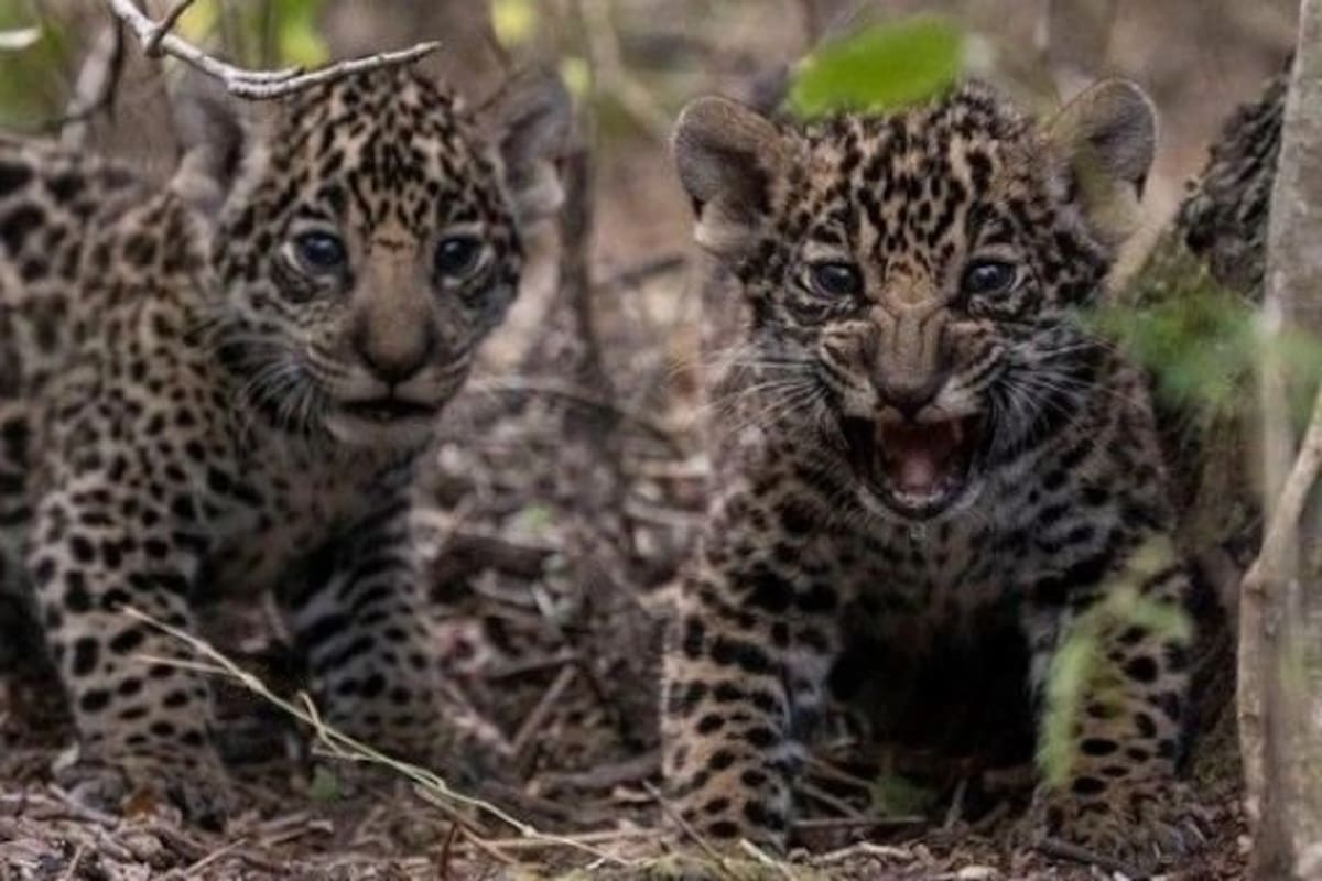 Los dos cachorros, últimos en sumarse a la fauna del Iberá, en Corrientes