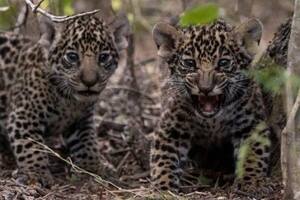 Los dos cachorros, últimos en sumarse a la fauna del Iberá, en Corrientes