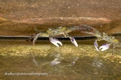 Los dos cangrejos se muestran levantando sus patas como si estuvieran practicando esgrima a orillas de la costa de Sídney