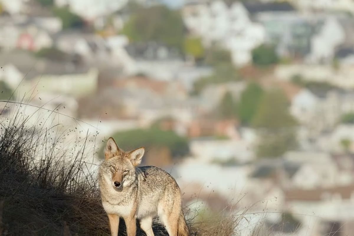 Los dos estudiantes de San José encontraron un coyote de ojos azules en California (imagen ilustrativa)