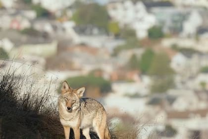 Los dos estudiantes de San José encontraron un coyote de ojos azules en California (imagen ilustrativa)