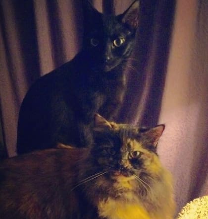 Los dos felinos que quisieron cazar a un ratón en un hogar de los Estados Unidos
Foto: The Dodo