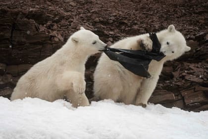 Los dos osos habían encontrado la bolsa enterrada en la nieve