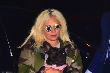 Los dos perros de Lady Gaga que dos ladrones le habían robado al paseador luego de dispararle con un arma de fuego, fueron recuperados sanos y salvos por la policía de la ciudad de Los Ángeles en Estados Unidos