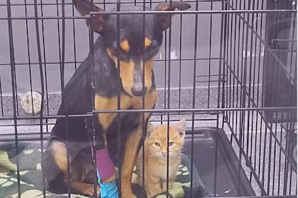 Los dos recibieron ayuda en un centro veterinario en Sudáfrica ( Foto: Greenside Animal Hospital)
