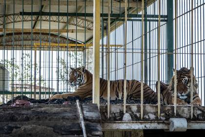 Los dos tigres mayores tienen 18 y 15 años, y los dos menores, 10, según los especialistas