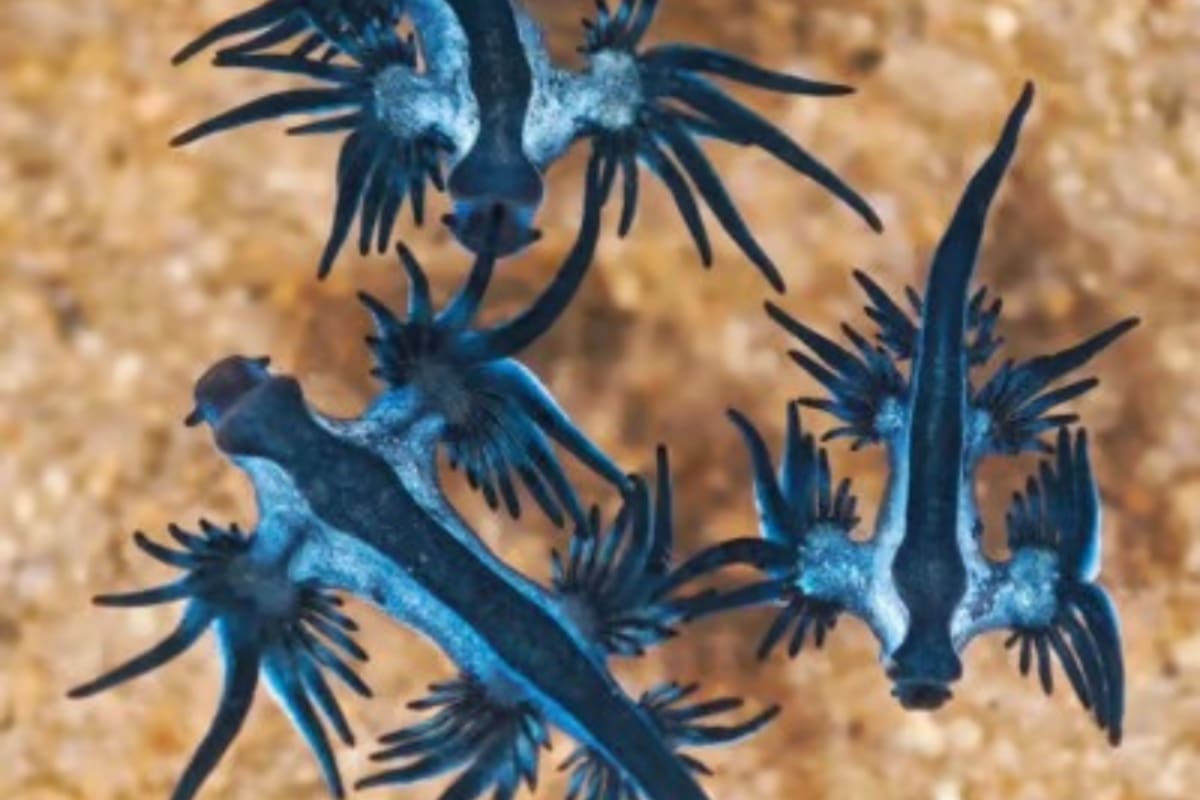 Los dragones azules marinos abitan en las profundidades del mar, pero fueron encontrados en la playa de Chennai (Foto: Srivatsan Ramkumar / The News Minute)