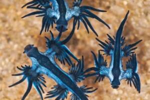 Los dragones azules marinos abitan en las profundidades del mar, pero fueron encontrados en la playa de Chennai (Foto: Srivatsan Ramkumar / The News Minute)