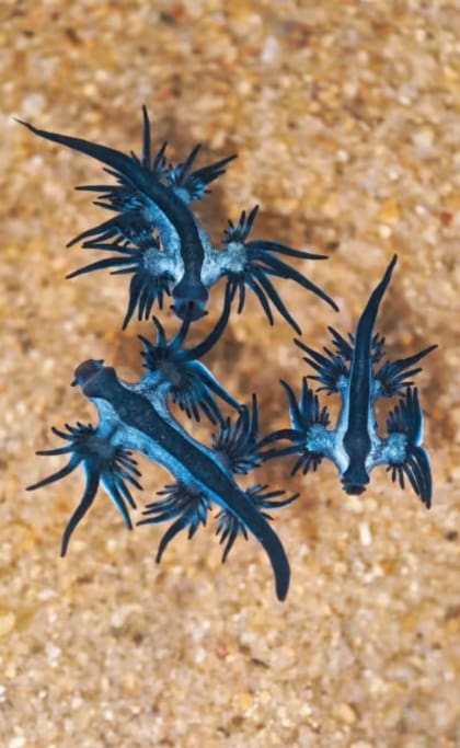 Los dragones azules marinos fueron encontrados en la costa (Foto: Srivatsan Ramkumar / The News Minute)