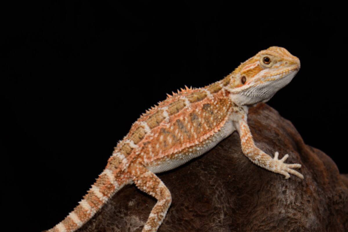 Los dragones barbudos pasan de ser machos a hembras cuando se incuban a una determinada temperatura