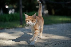 Los dueños de gatos que viven en edificios deben tener cuidado con las caídas.