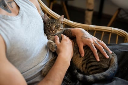 Los dueños de los gatos habrán notado la llamada "bolsa primordial"