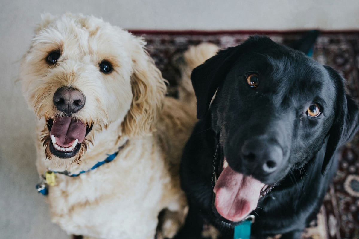Los dueños de perros se preocuparon por el incremento de casos de dengue